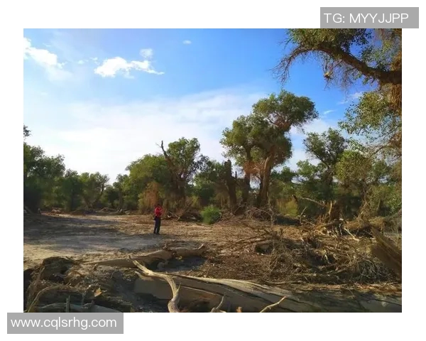 冠县姚明芳的传奇人生与奋斗故事展现了不屈精神与家乡的骄傲